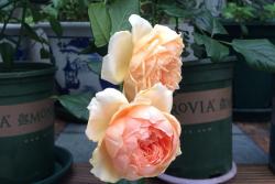 朱丽叶月季有什么优点