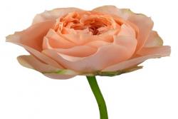 甜蜜哈珀 Sweet Harper