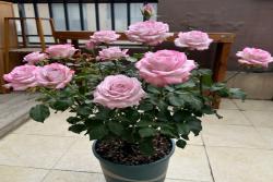 为什么有的月季开花容易垂头