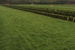 马尼拉草是冷季型草还是暖季型草