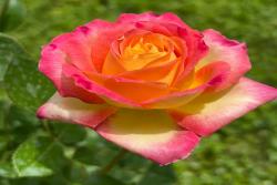 爱与和平/东方和平 Love & Peace