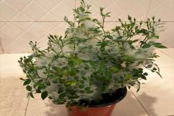 月季花园里如何杜绝红蜘蛛