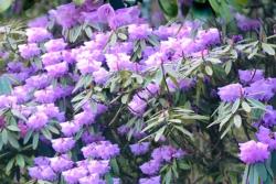 紫杜鹃的花语和寓意,有什么功效和作用