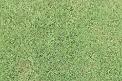 适合夏季使用的草坪品种