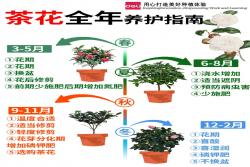 香妃茶花一年开几次花