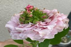 月季出现绿鼻毛是什么原因