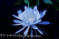 花语比较虐心的花的十种花