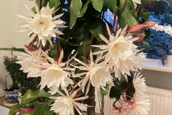 昙花开花时间大约有多久