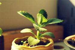 忘忧草代表什么意思