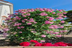 薰衣草少女 Lavender Lassie