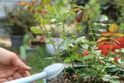 月季新手养护的几个误区，你有没有踩坑？