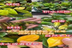 栀子花叶子发黄干枯掉落是什么原因