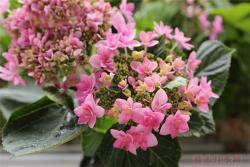 月季花下面可以种什么花
