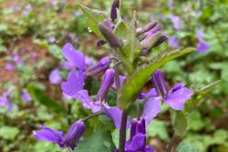 二月兰名字的由来