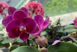 蝴蝶兰几点开花？