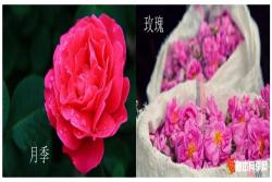 月季花与玫瑰花的区别
