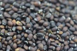 薄荷种子的种植时间和种植方法