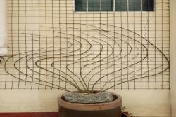 藤本月季冬季修剪攻略