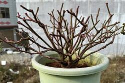 丰花类月季冬季修剪攻略