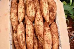 雪莲果有什么功效和作用