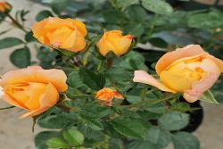 月季排行榜前十名