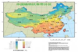 不同地区适合种植的月季品种推荐