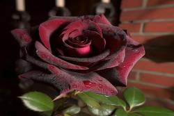 为什么黑巴克的花色开得都不一样