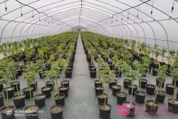 棒棒糖月季用什么树桩嫁接