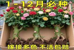 老桩月季能种活吗？