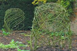 藤本月季的修剪和牵引详细攻略