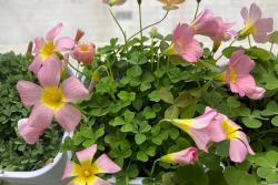 酢浆草有多少品种