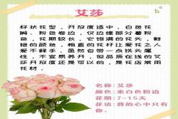 粉色玫瑰花的花语和寓意