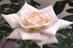 玫昂面霜 Creme de Meilland