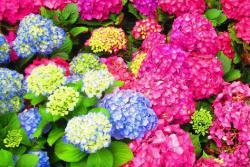 绣球花冬天可以种吗？