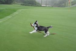 护坡绿化用什么草种