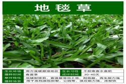 10种常见草坪品种特征详解