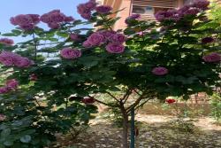 月季怎么养成月季树