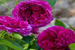 尚塔尔巴特隆 Chantal Baudron