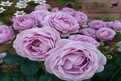 蓝色风暴月季它的开花性怎么样？