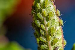 月季花园保护战之——蚜虫