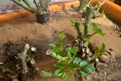 为什么月季不建议买老桩苗？