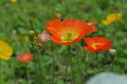 虞美人和罂粟花有什么区别