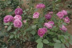 合唱团月季有什么优缺点