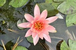 莲花几月份开放