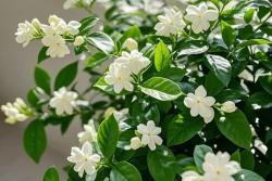 茉莉花安全越冬的方法