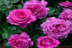 2026年最具香气的月季品种推荐