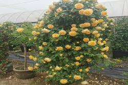 花园里种植月季，密度如何来控制？