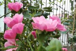 灌木月季和藤本月季的区别