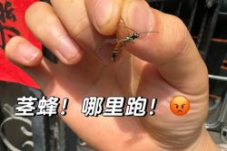 月季茎蜂防治攻略