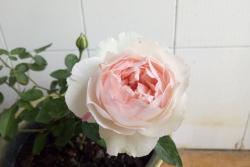 月季伊芙钱特玛丽的优缺点